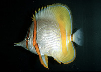 Chelmon marginalis, Margined coralfish: aquarium