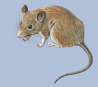 Image of: Petromyscus collinus (pygmy rock mouse)
