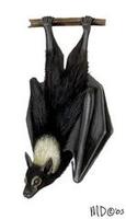 Image of: Pteropus conspicillatus (spectacled flying fox)