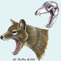 Image of: Thylacinus cynocephalus (Tasmanian wolf)