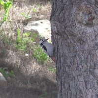 Dendrocopos syriacus - Syrian Woodpecker