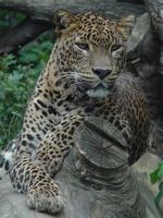 Panthera pardus saxicolor - Persian Leopard