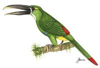 Image of: Aulacorhynchus huallagae (yellow-browed toucanet)