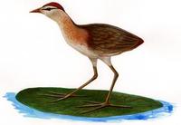 Image of: Microparra capensis (lesser jacana)