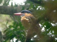 Blue-capped Kingfisher - Actenoides hombroni