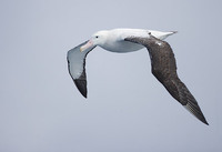 Wandering Albatross (Diomedea exulans) photo