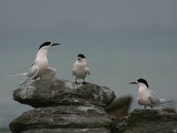 White-fronted Tern - Sterna striata