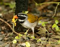 Orange-billed sparrow