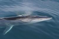 Fin Whale photo