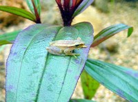 : Chirixalus doriae; Lateral Striped Opposite-fingered Treefrog