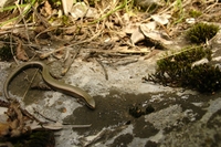 : Ablepharus kitaibelii; Snake-eyed Skink