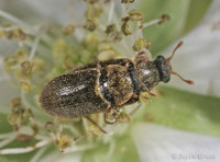 : Byturus unicolor; Raspberry Fruitworm Beetle
