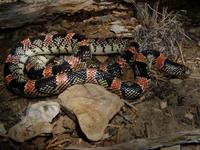 : Rhinocheilus lecontei; Long-nosed Snake