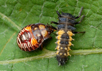 : Perillus bioculatus; Two Spotted Stink Bug;