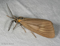 : Phryganidia californica; California Oak Moth