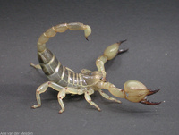 : Scorpio maurus