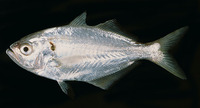 Lactarius lactarius, False trevally: fisheries