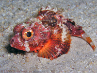 Scorpaena albifimbria, Coral scorpionfish: