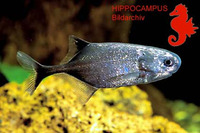 Pollimyrus isidori isidori, Elephant Fish: