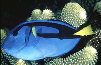Paracanthurus hepatus, Palette surgeonfish: aquarium