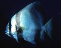 Platax batavianus, Humpback batfish: aquarium