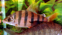 Distichodus sexfasciatus, Sixbar distichodus: aquarium