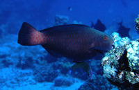 Chlorurus genazonatus, Sinai parrotfish: fisheries