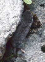 Image of: Scapanulus oweni (Gansu mole)