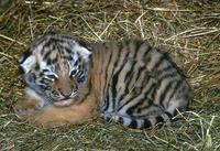 Panthera tigris altaica - Siberian Tiger