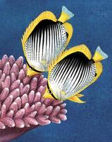 Image of: Chaetodontidae (butterflyfishes), Chaetodon melannotus (blackbacked butterflyfish)