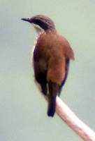 Stripe-breasted Rhabdornis - Rhabdornis inornatus