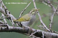 Western Crowned Warbler - Phylloscopus occipitalis