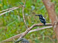 Silvery Kingfisher - Alcedo argentata