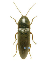 빗살방아벌레 - Melanotus legatus