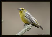 Raimondi's Yellow-Finch