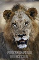 male Lion , panthera leo , Selous Game Reserve , Tanzania stock photo