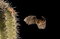 ...Pallid Bat ( Antrozous pallidus ) Flying by Saguaro Cactus ( Carnegiea gigantea ) about to take 