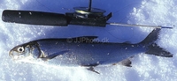 Baltic River Whitefish Coregonus maraena
