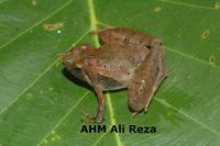 : Microhyla berdmorei; Berdmores Narrow-mouthed Frog