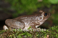 : Rana clamitans; Green Frog, Bronze Frog