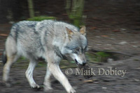 : Canis lupus lupus; Gray Wolf