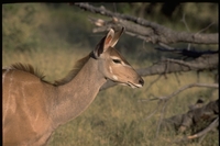 : Tragelaphus sp.; Greater Kudu