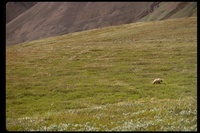 : Ursus horribilis; grizzly bear