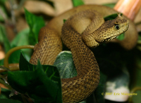 Atheris ceratophora - Wikipedia