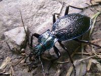 Carabus intricatus - Blue Ground Beetle