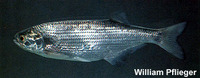 Hiodon alosoides, Goldeye: fisheries, gamefish
