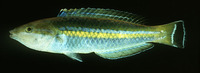 Pseudojuloides cerasinus, Smalltail wrasse: aquarium