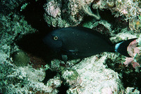 Acanthurus albipectoralis, Whitefin surgeonfish: