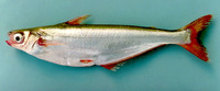 Pseudolais pleurotaenia, : fisheries
