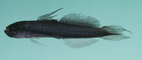 Parioglossus raoi, Rao's hover goby: